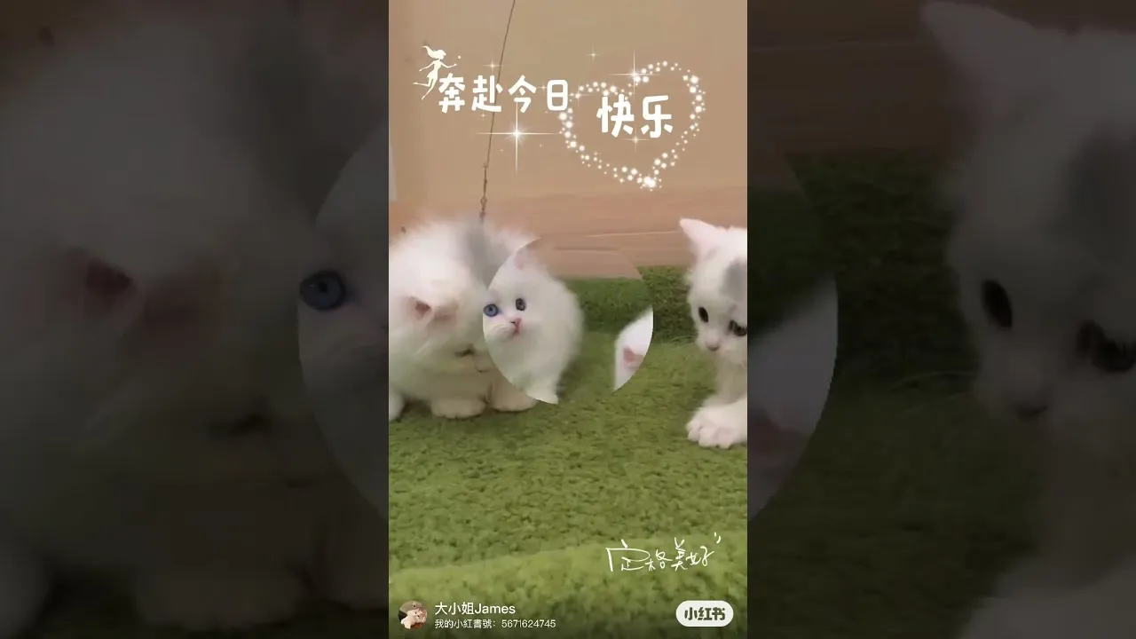 小步舞曲曼赤肯兄弟