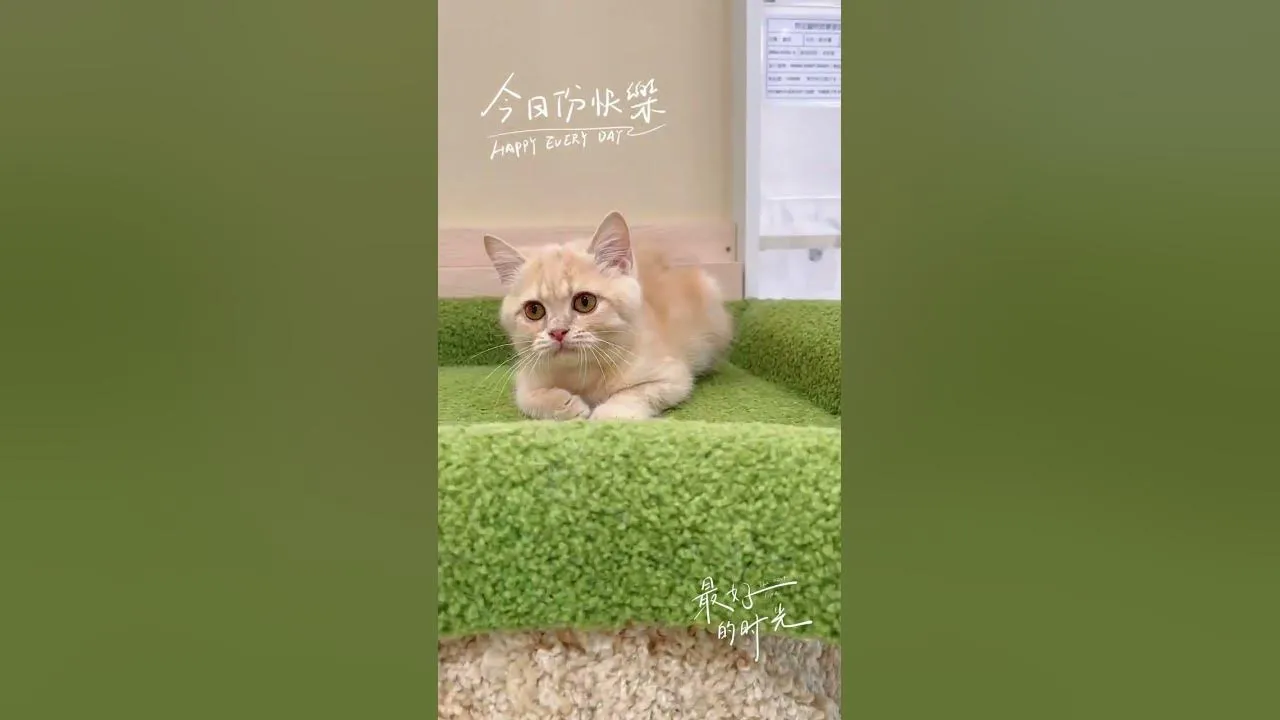 英短奶橘（特價）