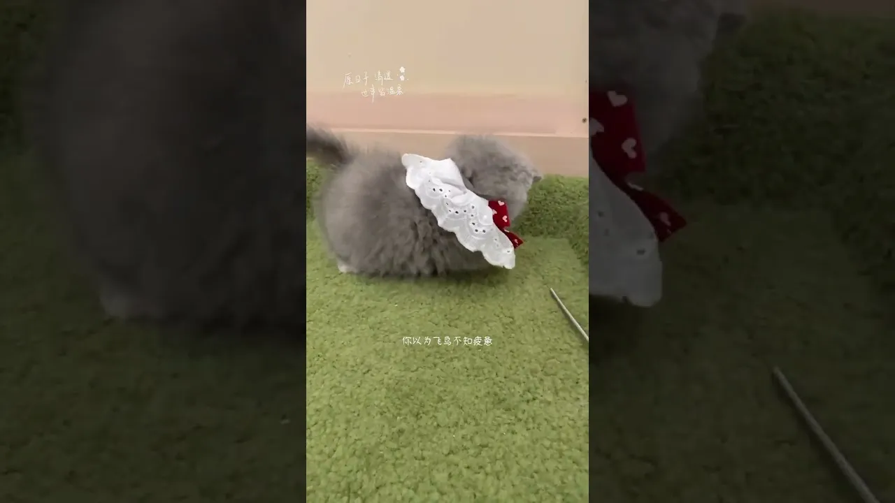 曼赤肯藍奶