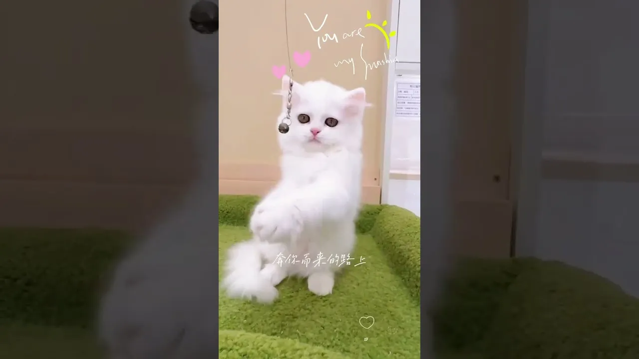 白英長