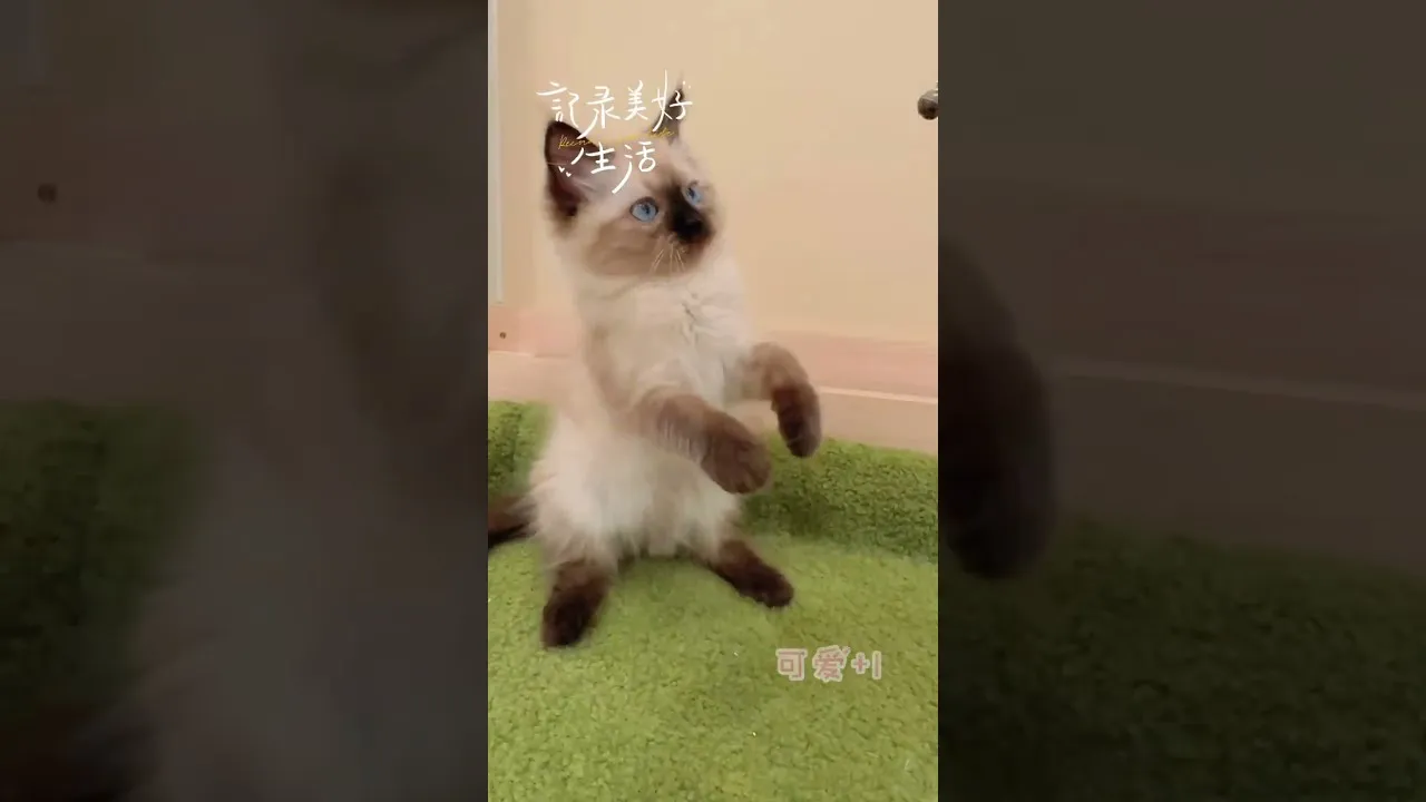 英長肉桂色