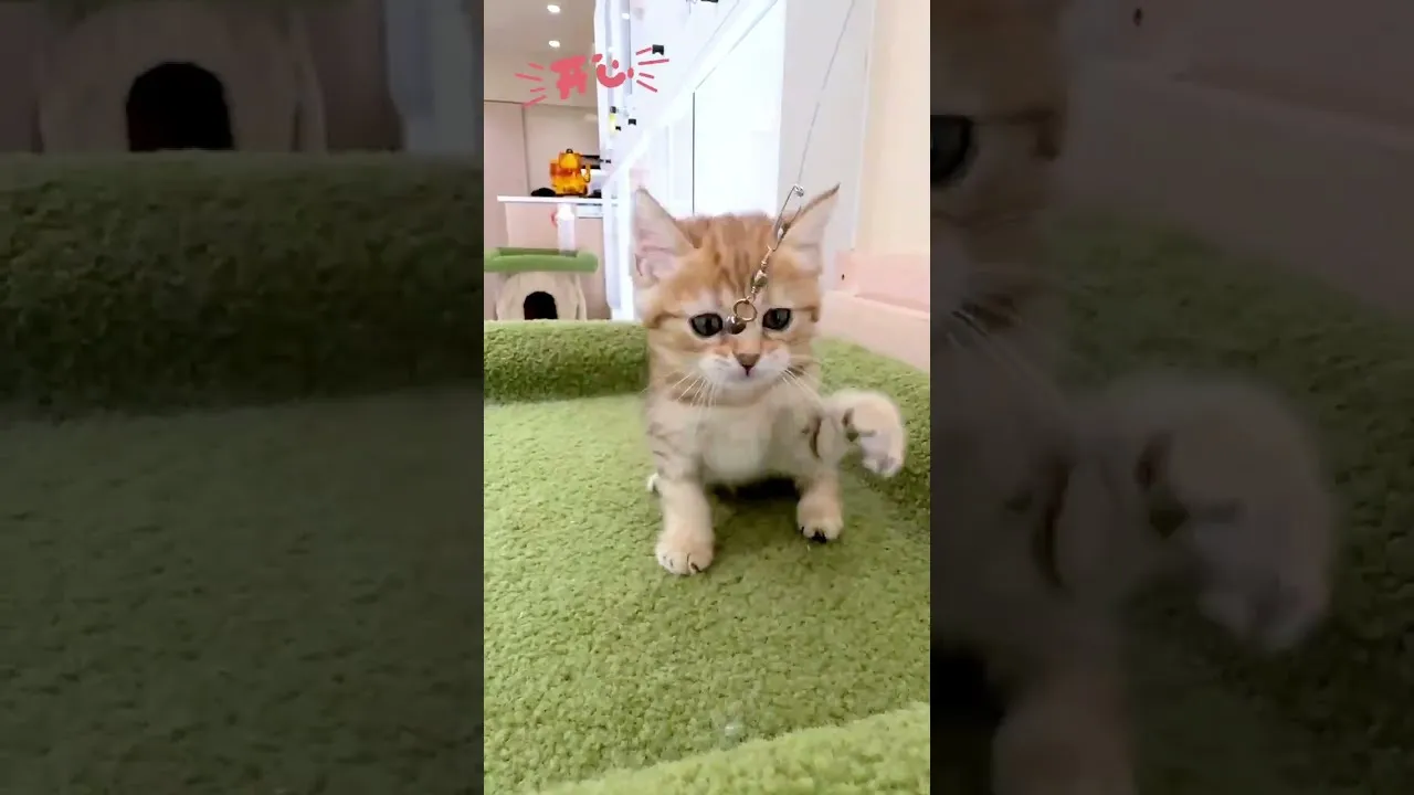 英短金虎斑
