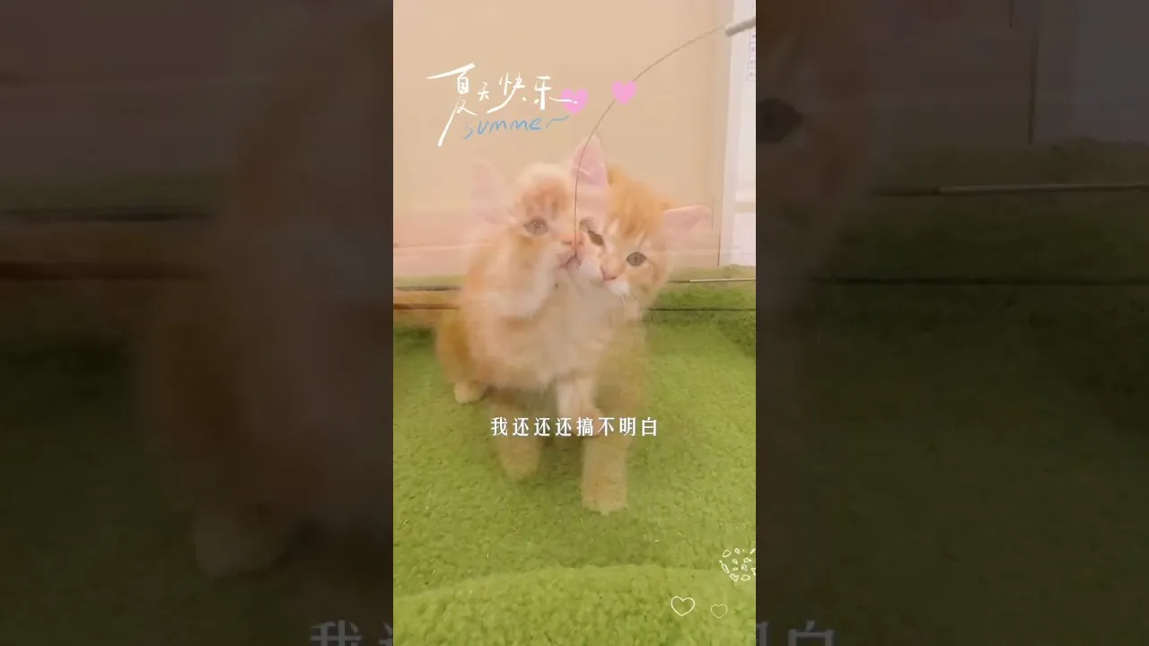 英長奶橘貓