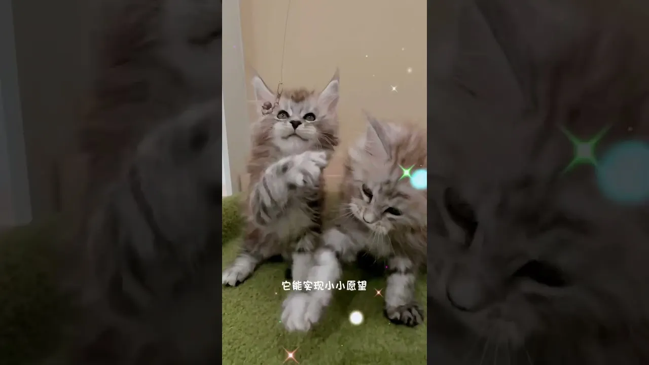 俄系緬因貓