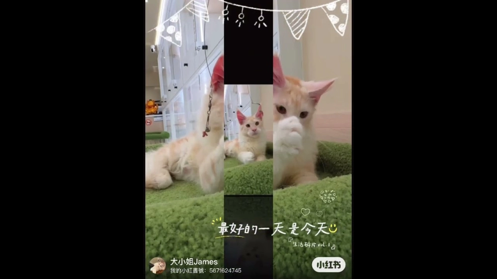 緬因貓銀虎斑