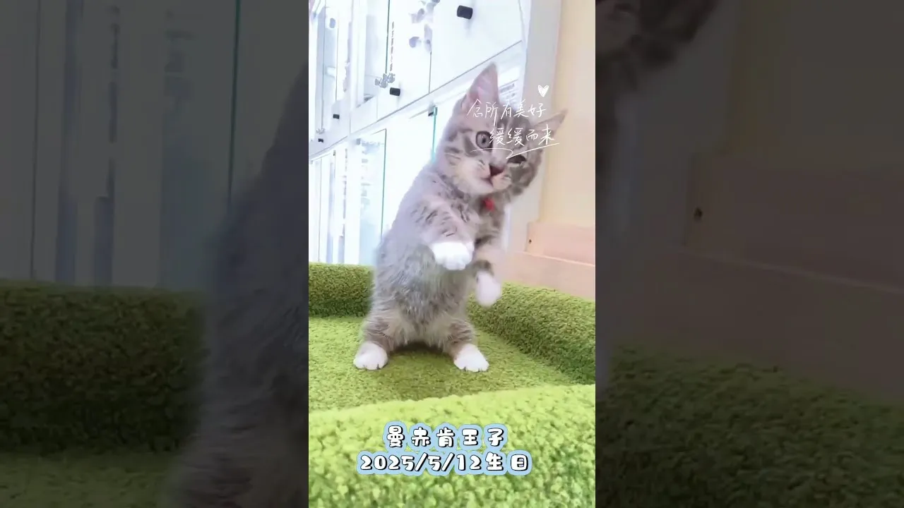 曼赤肯