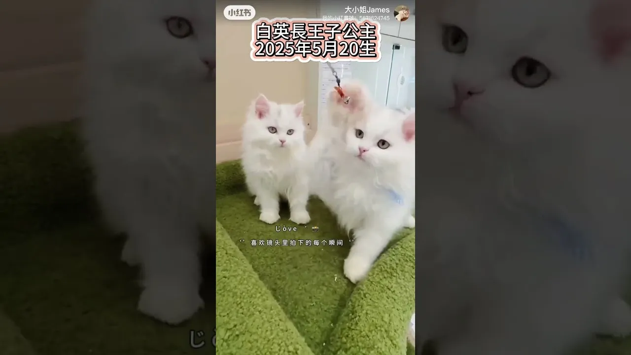 白英長