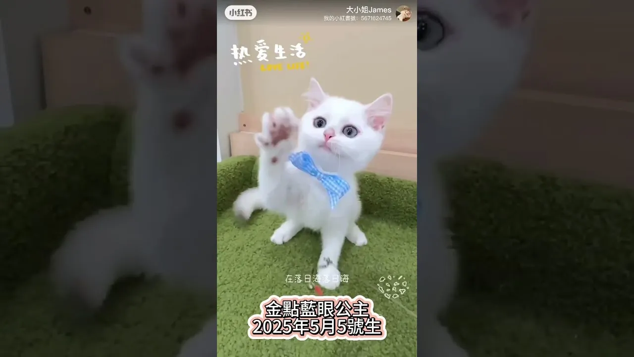 英短金點藍眼