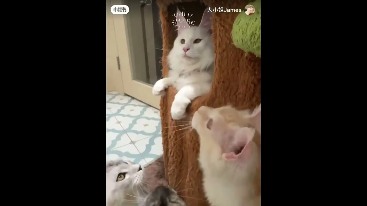 緬因樹