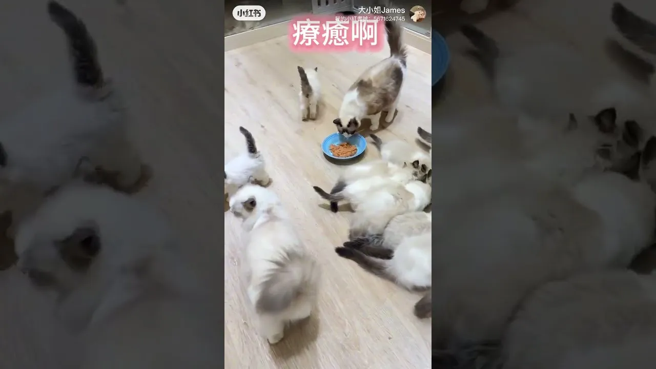 分享吃飯療癒畫面