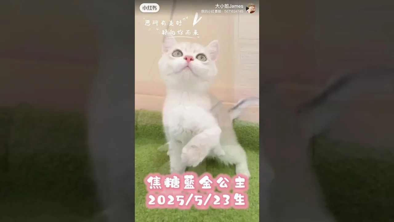 英短焦糖藍金