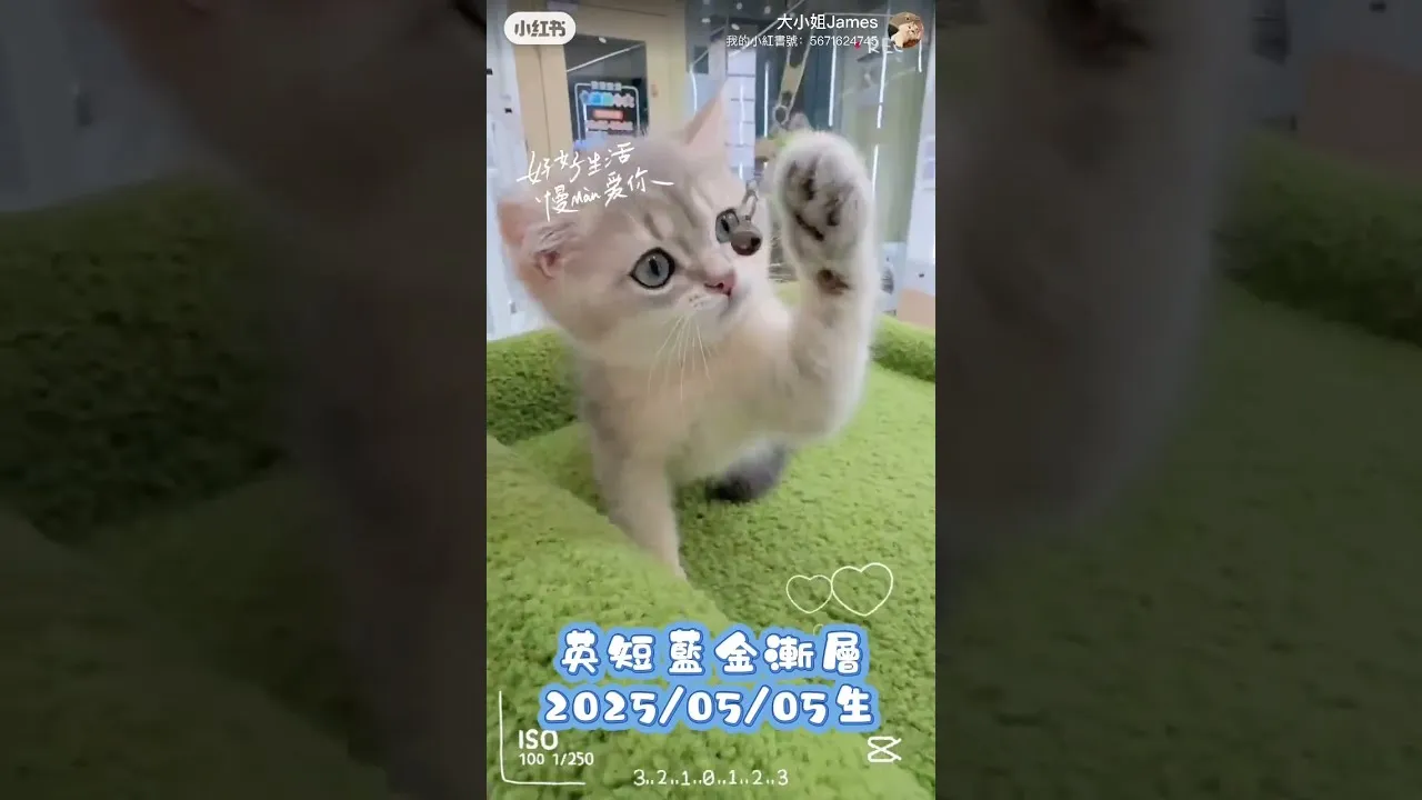 英短藍金漸層