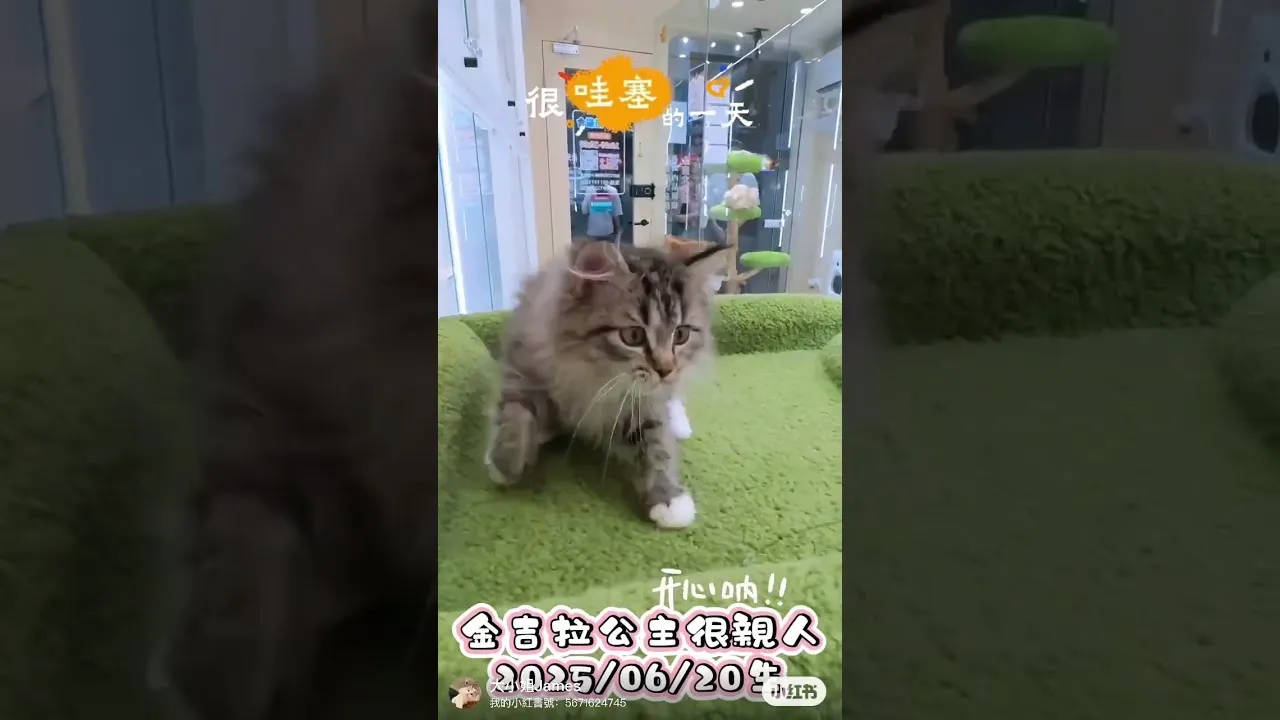 金吉拉