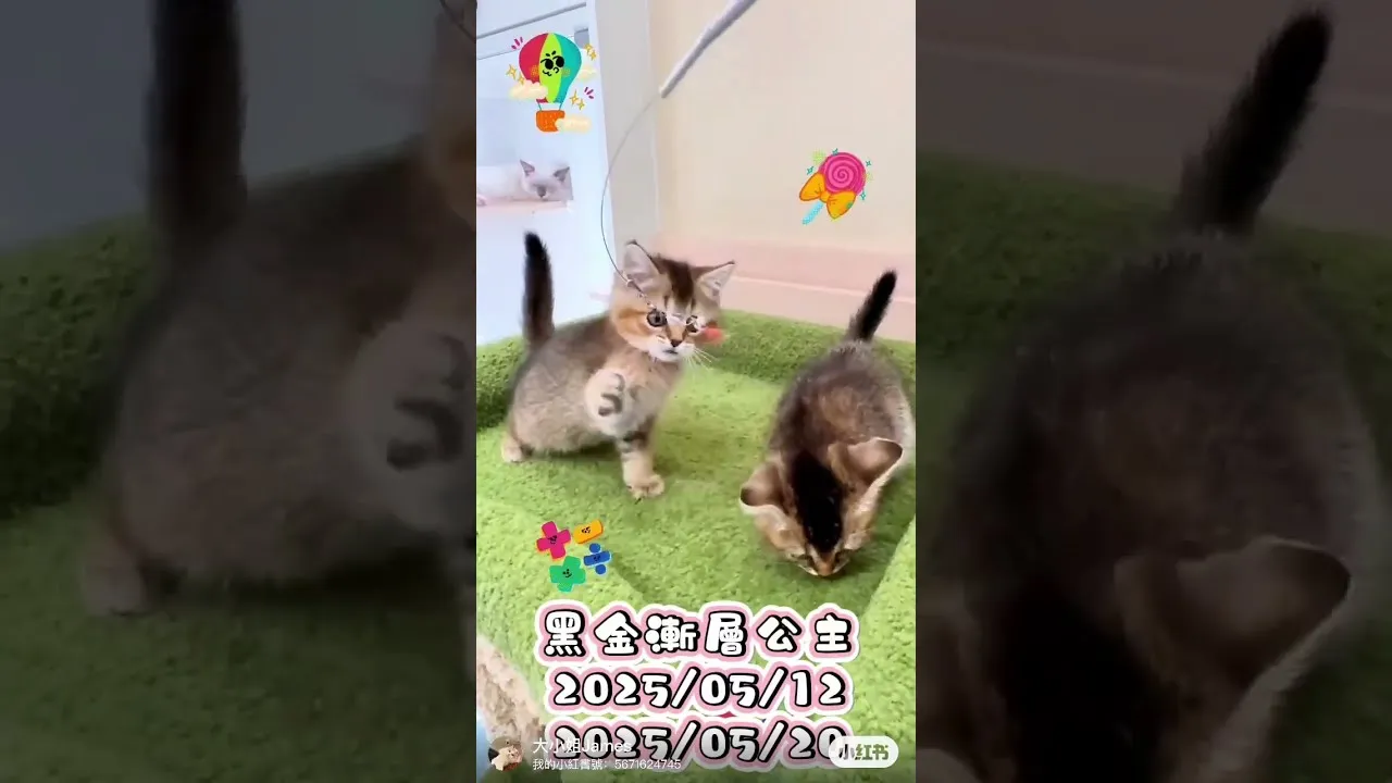 英短黑金漸層