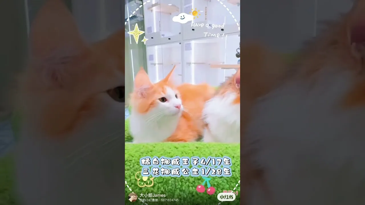 挪威森林