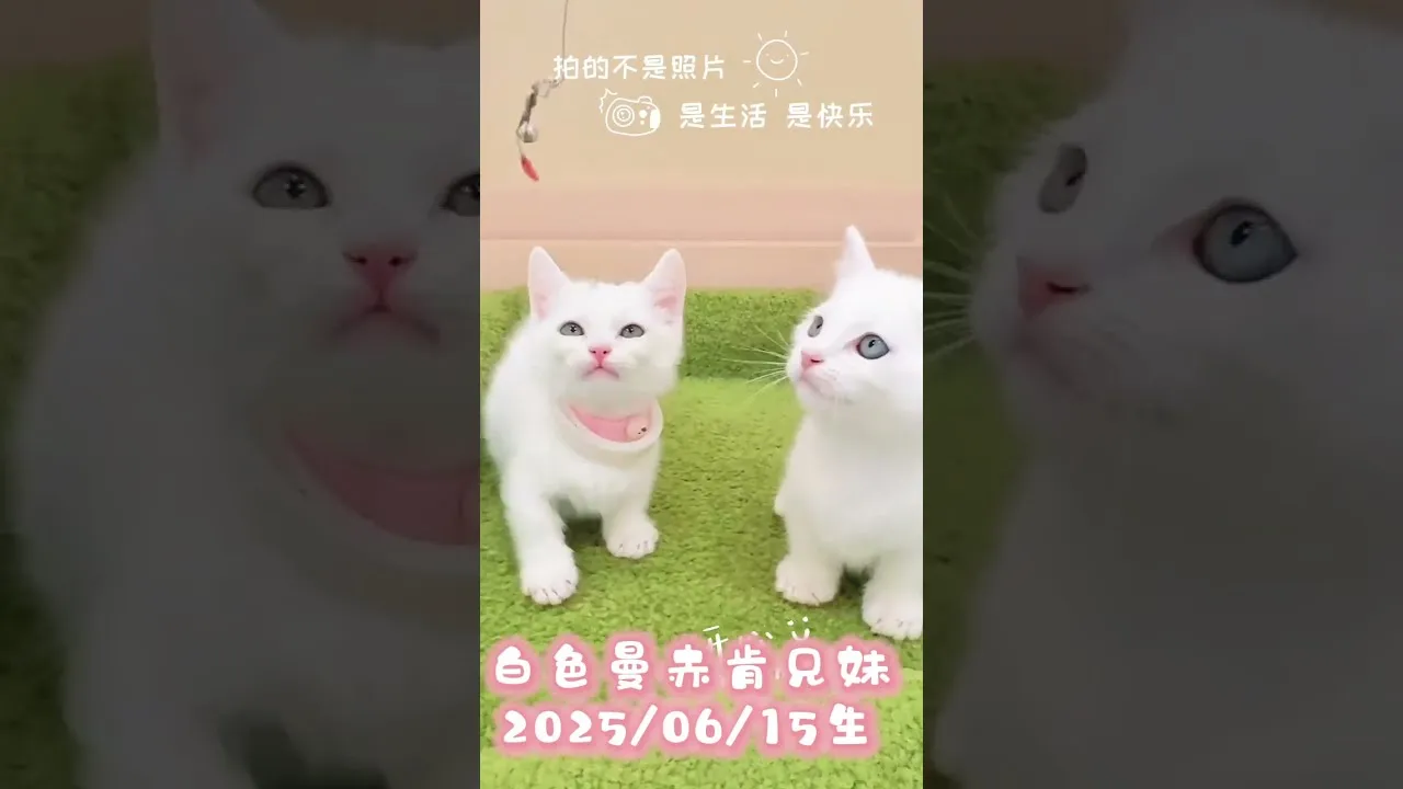 曼赤肯兄妹