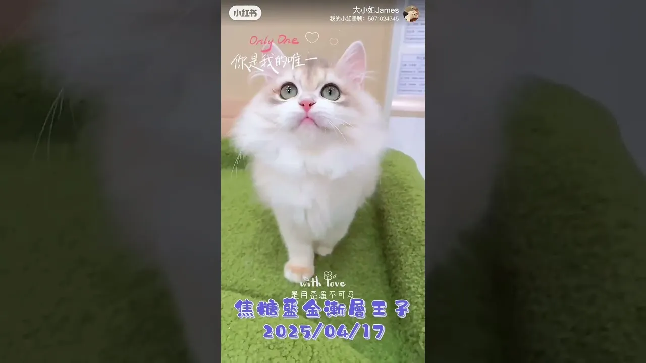 英長焦糖藍金
