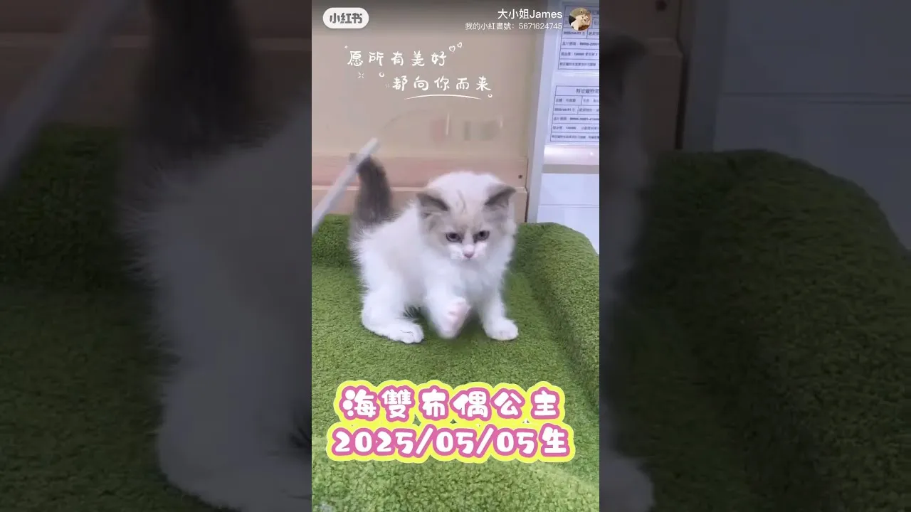 布偶貓