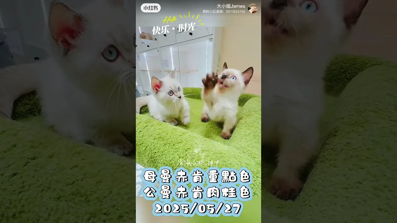 曼赤肯