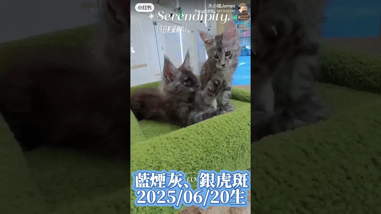 緬因貓