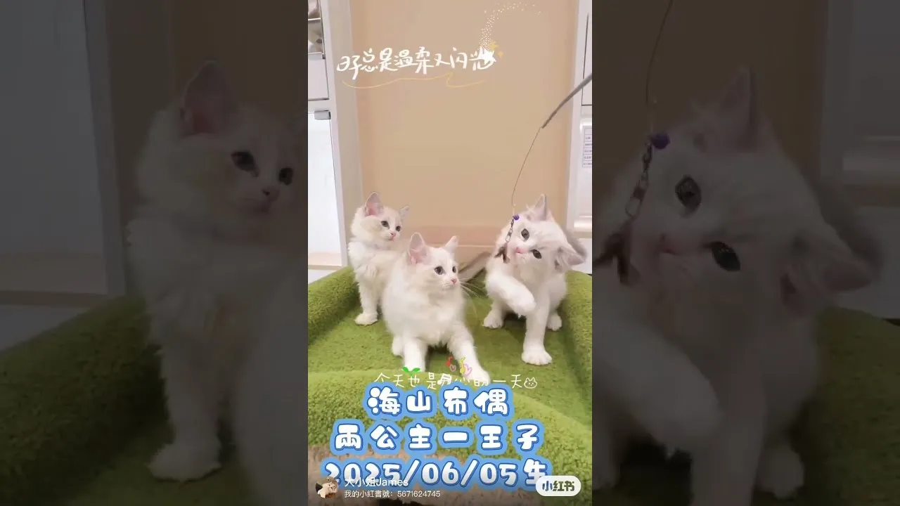海山布偶貓