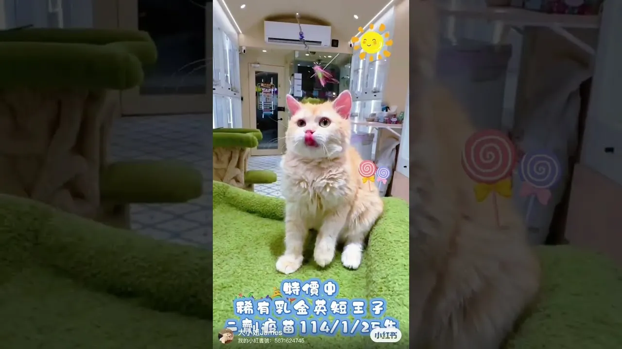 乳金英短