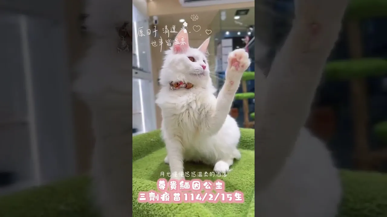 緬因貓