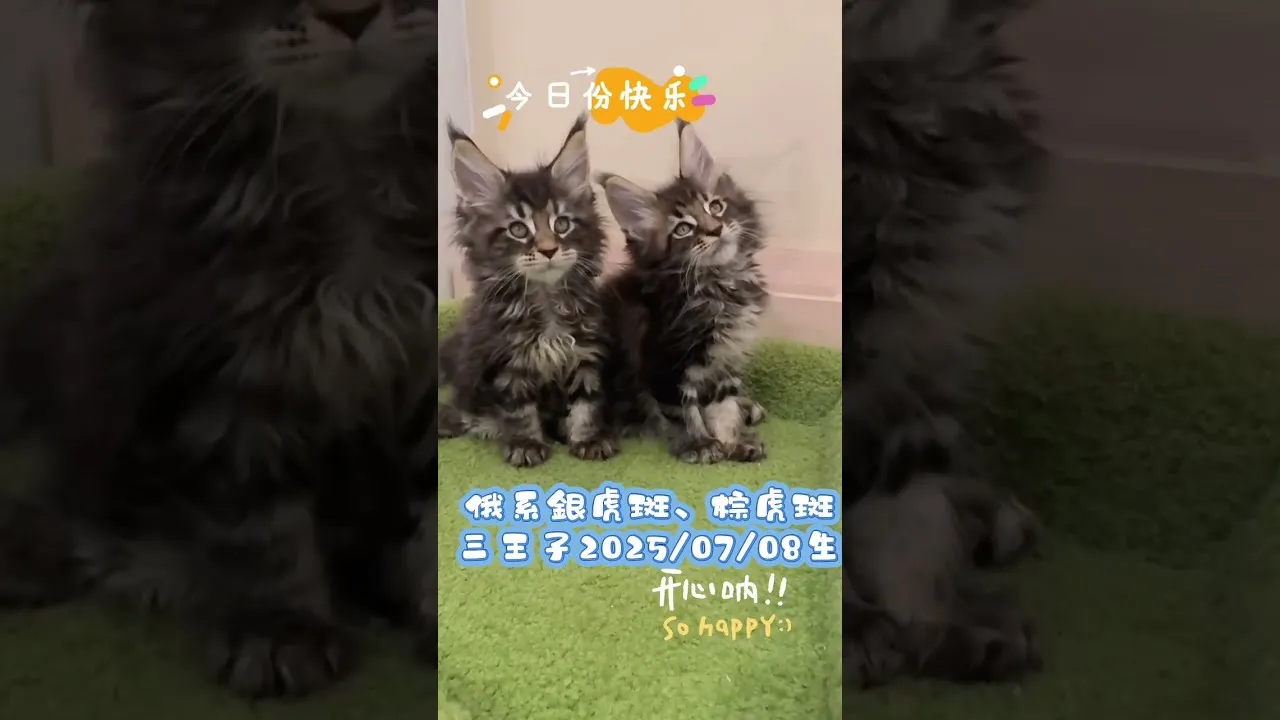 緬因