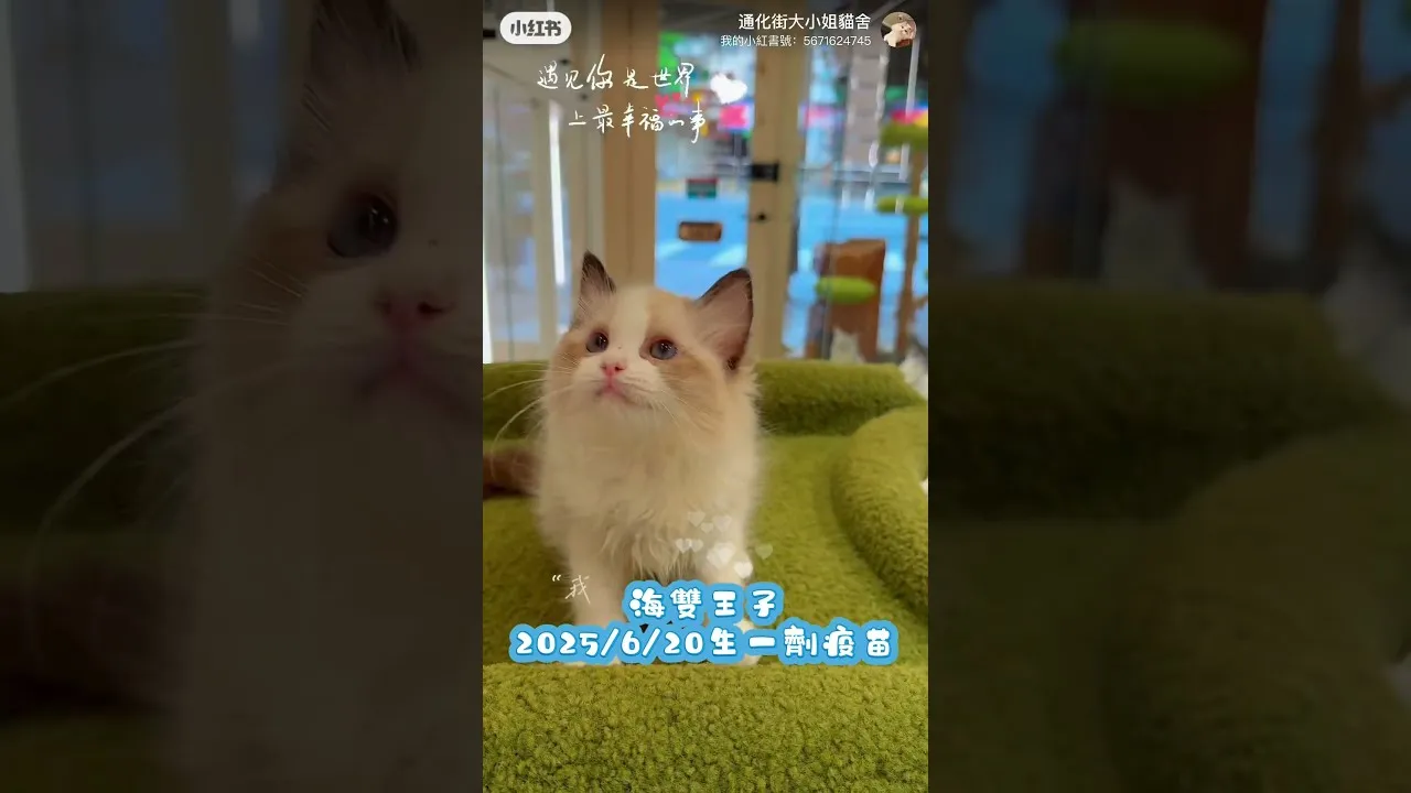 布偶貓