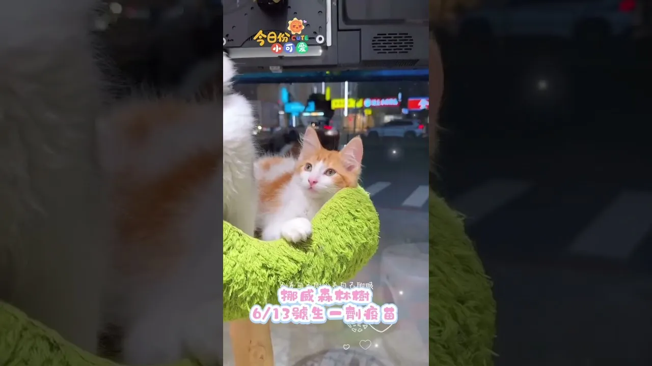 挪威森林