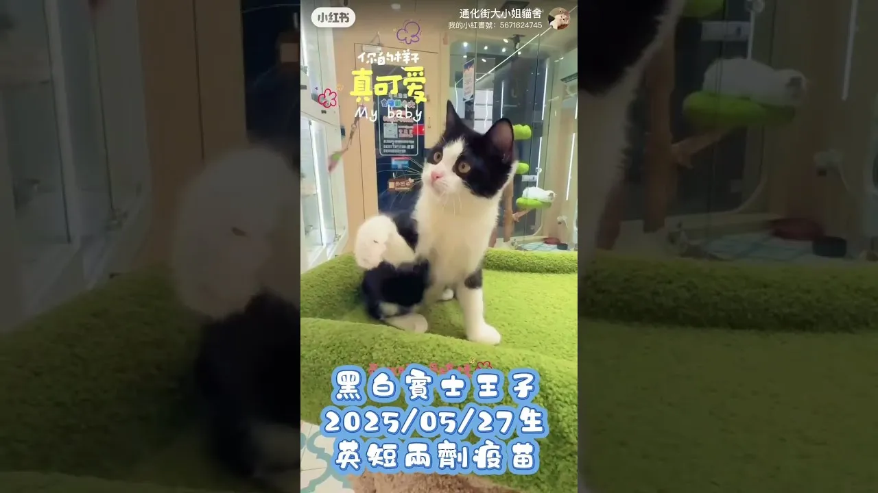 英短黑白賓士
