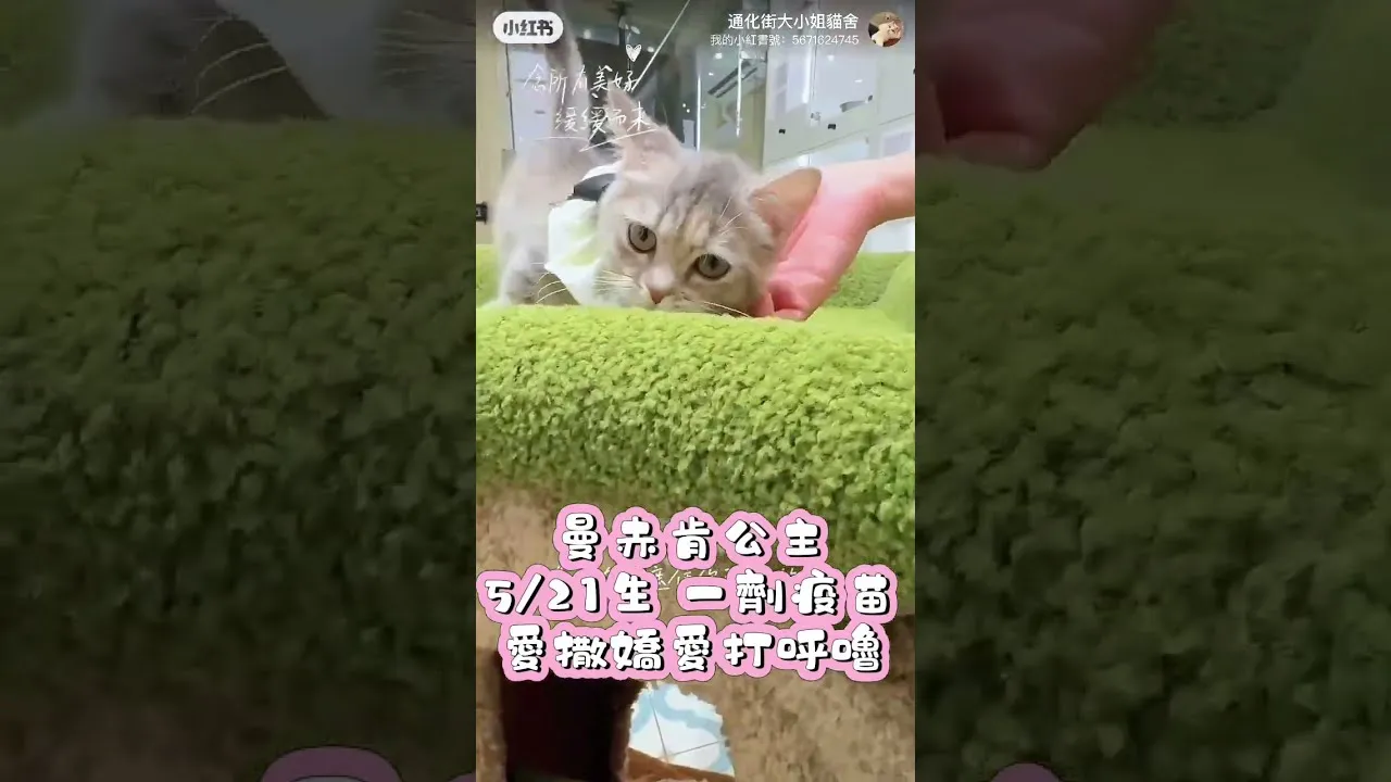 曼赤肯