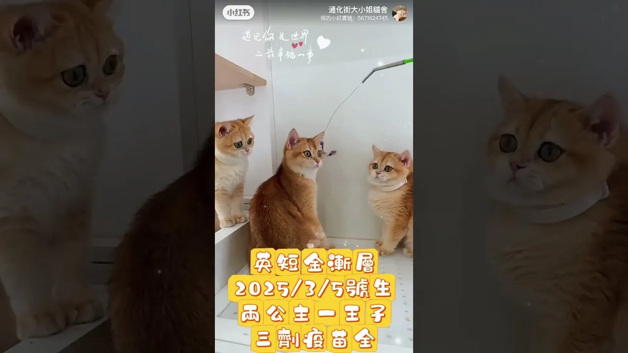 英短金漸層