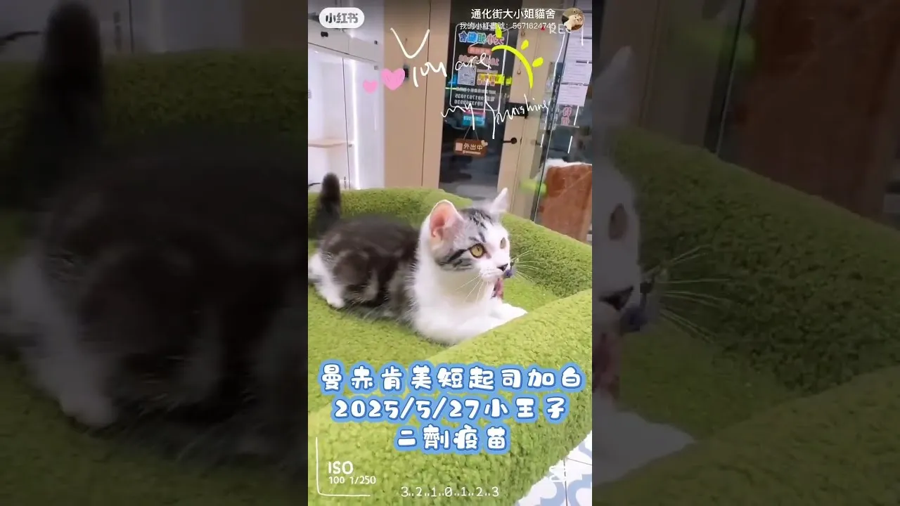 美短加白起司曼赤肯