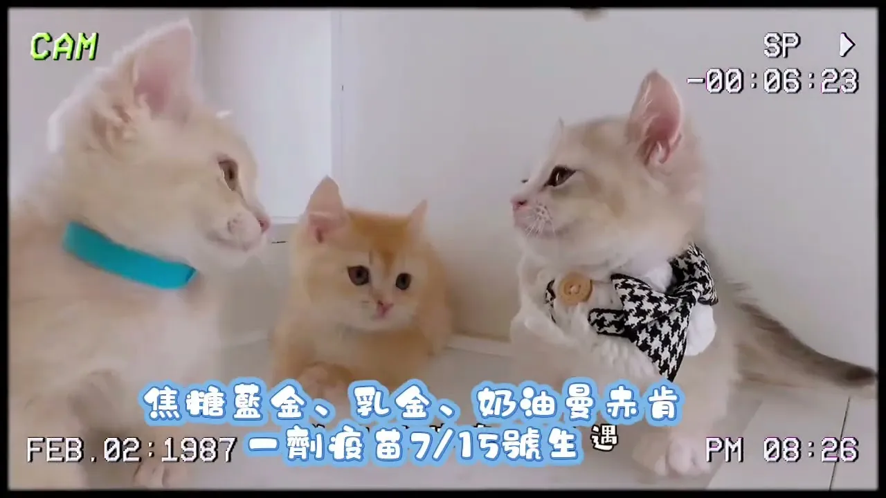 焦糖藍金曼赤肯