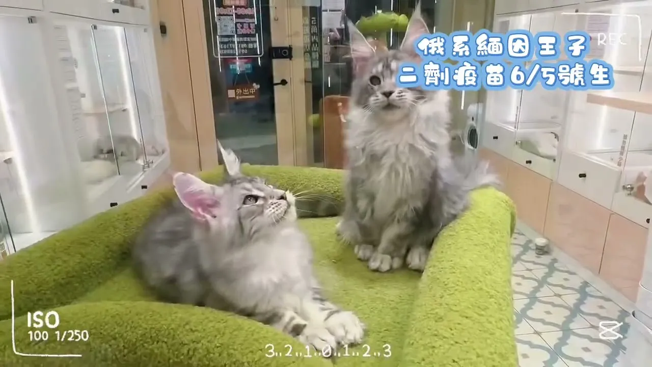 緬因貓