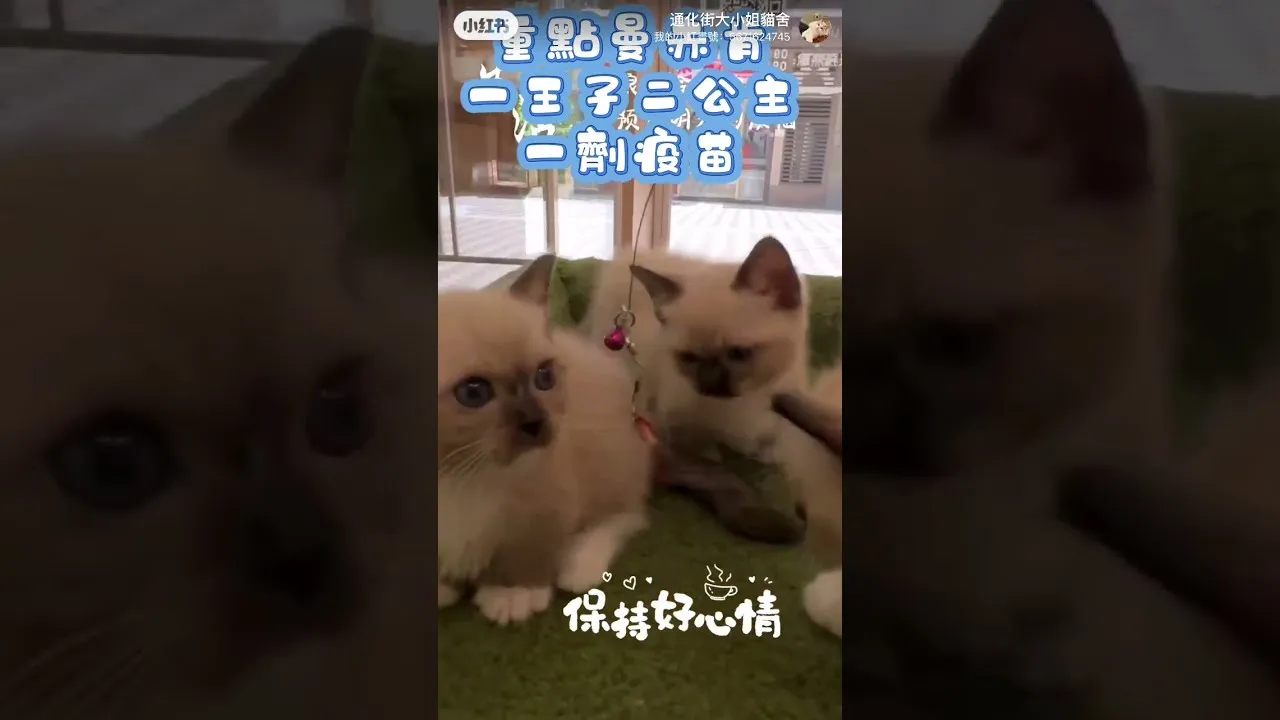 曼赤肯