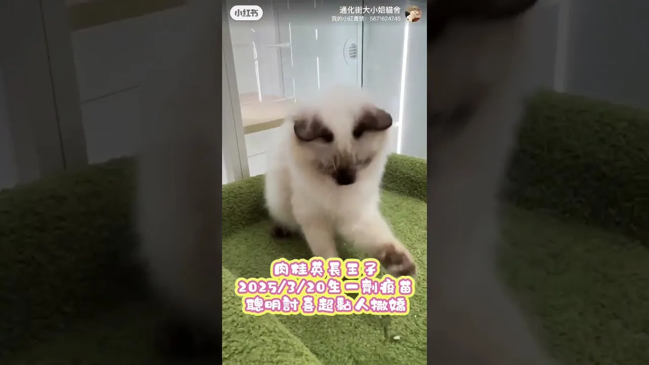 英長肉桂色系