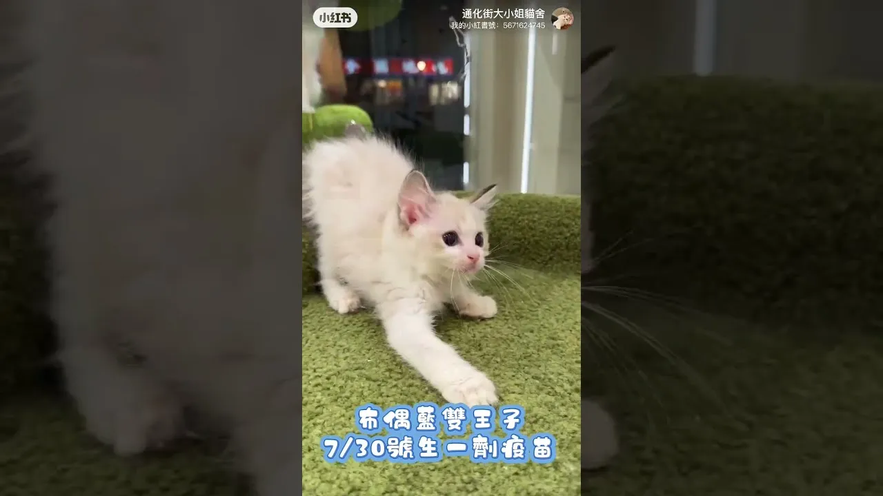 布偶貓