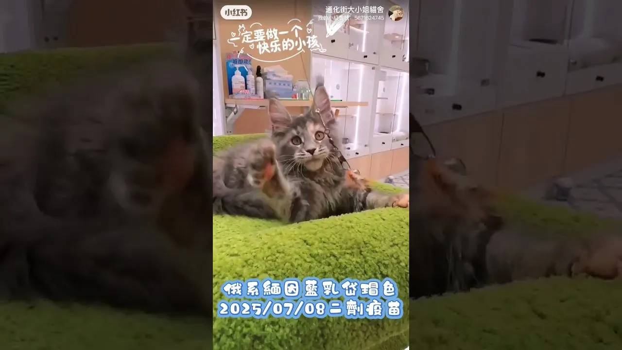緬因貓藍乳岱瑁