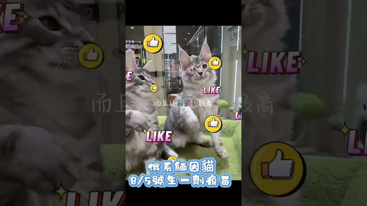 俄系緬因銀虎斑
