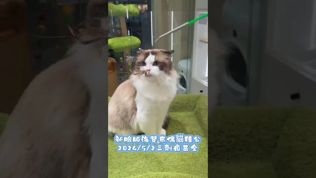 新臉版海雙布偶
