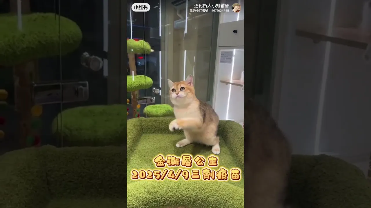 英短金漸層