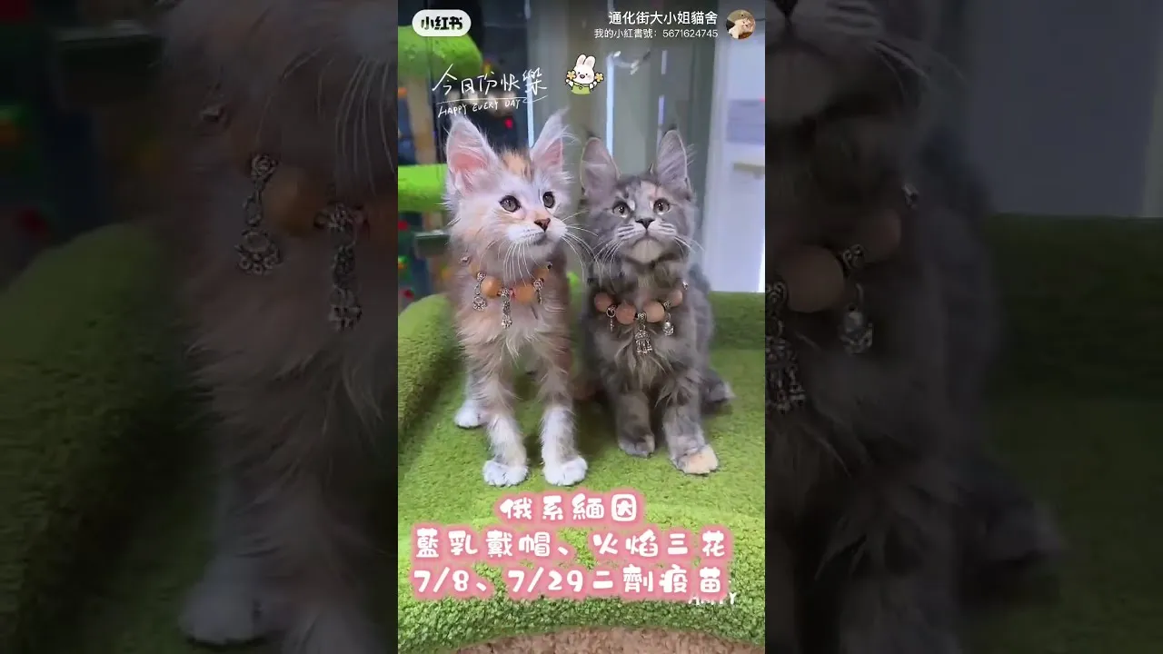 緬因貓
