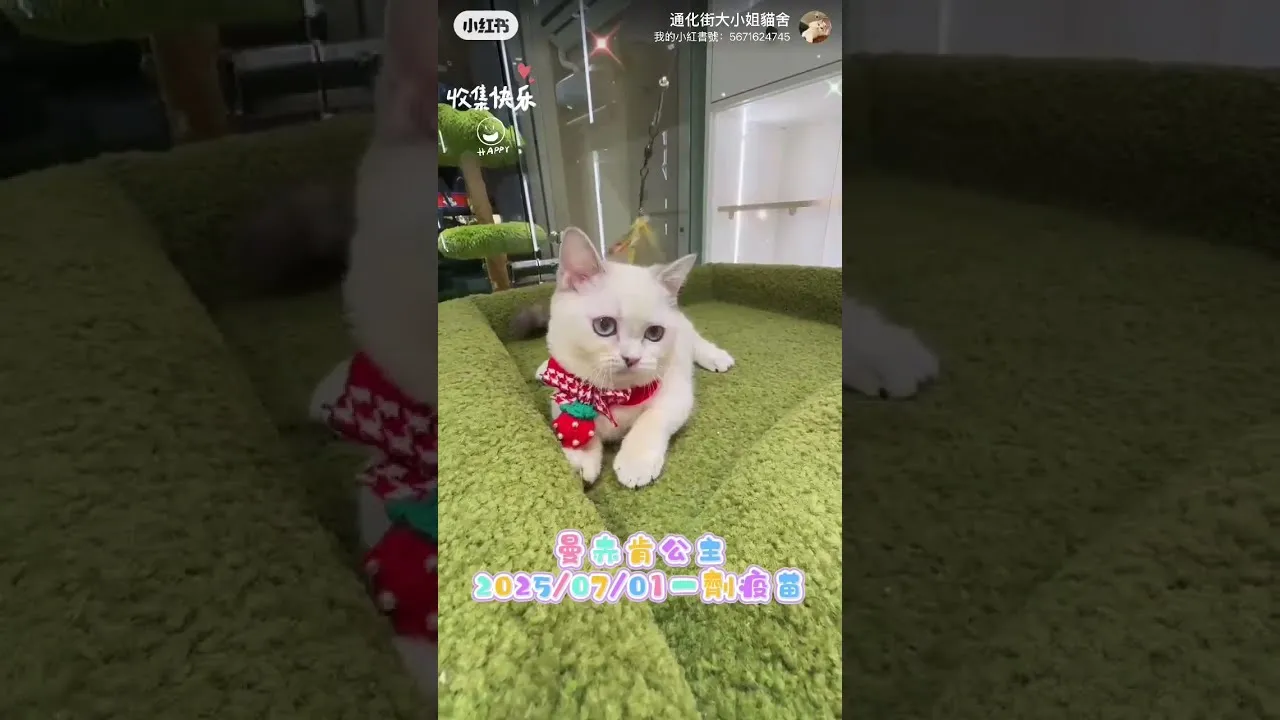 曼赤肯