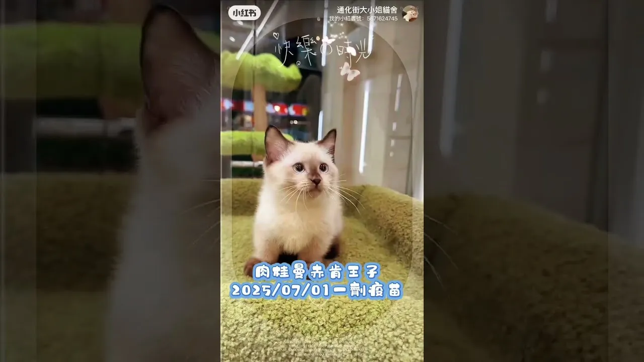 曼赤肯