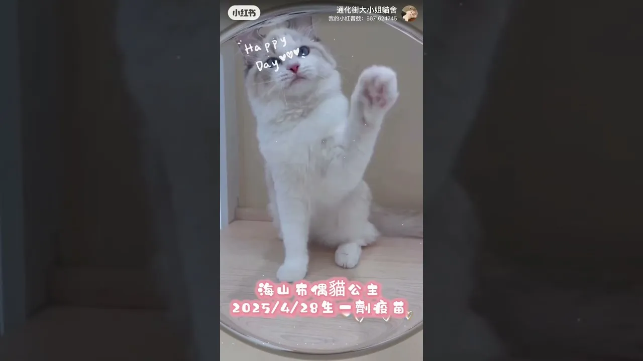布偶貓
