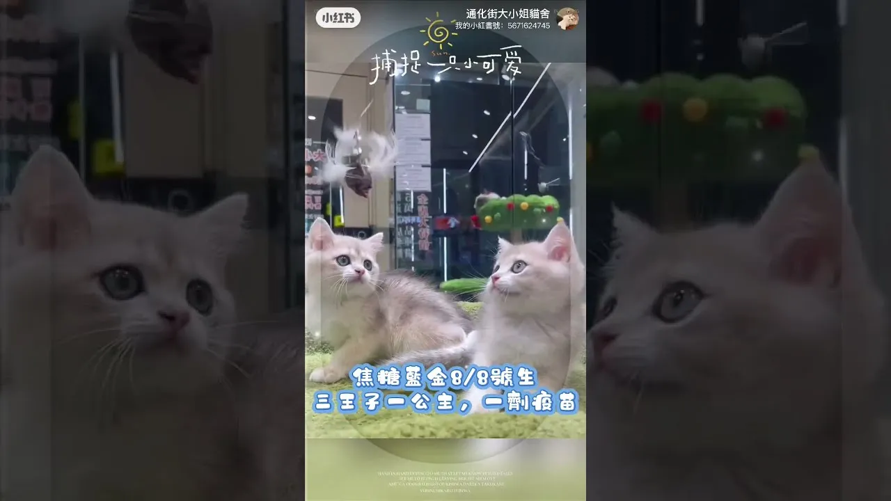 英短