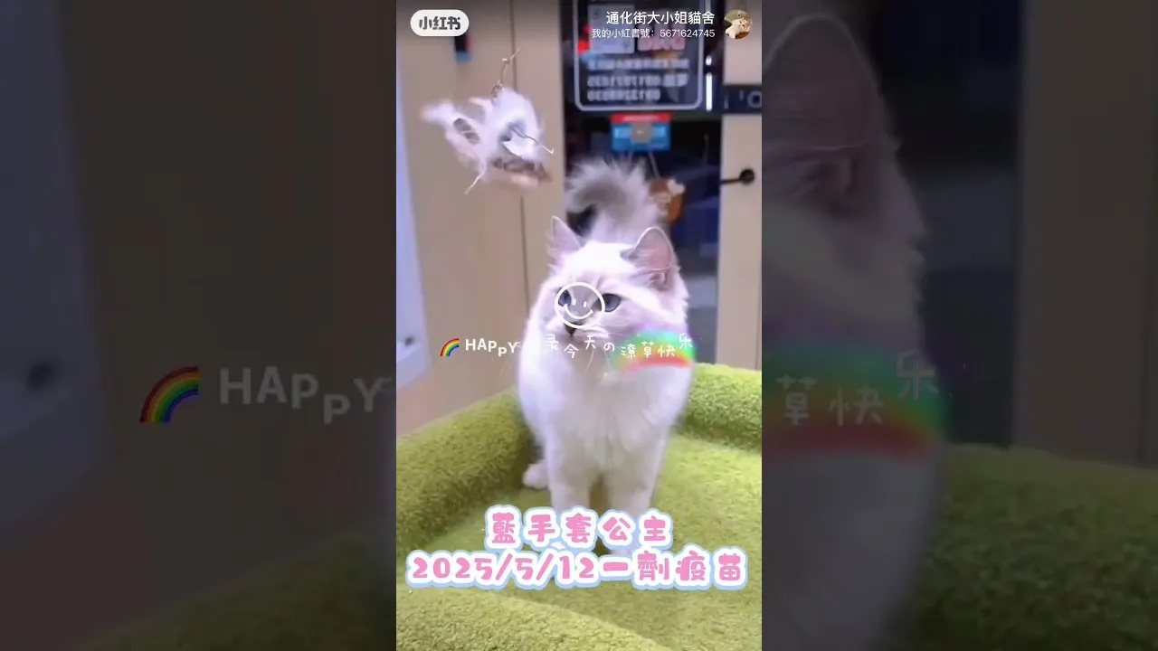 布偶貓