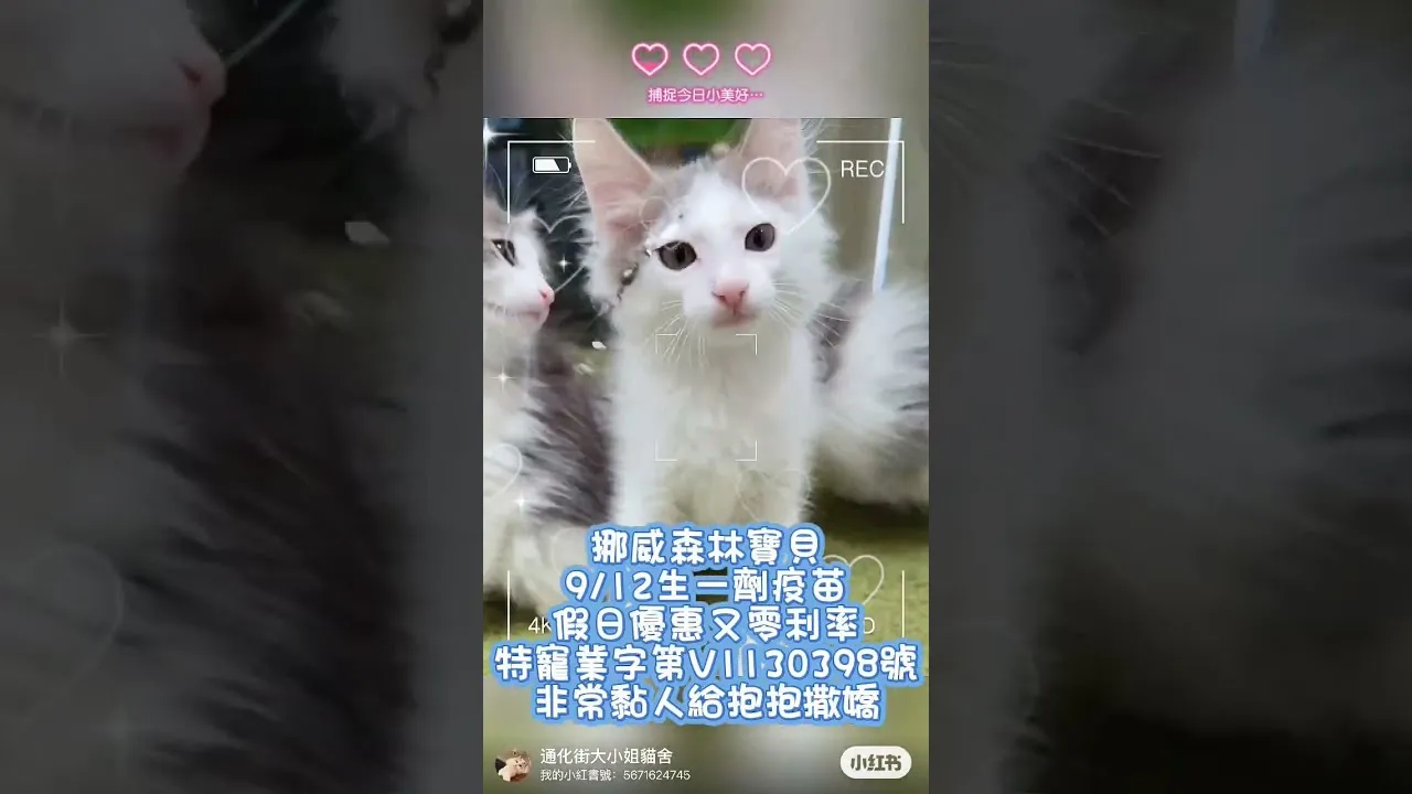 挪威森林王子公主